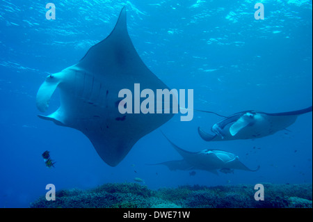 Manta Ray-Manta Birostris Pacific Yap Mikronesien Stockfoto