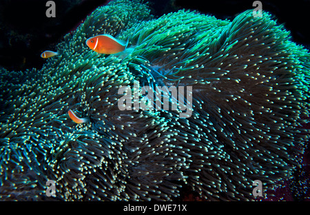 Rosa Skunk Clownfisch Amphiprion Perideraion Yap Mikronesien Stockfoto