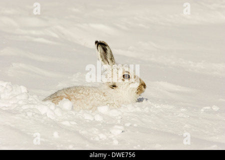 Schneehase Lepus Timidus Scotland UK Stockfoto