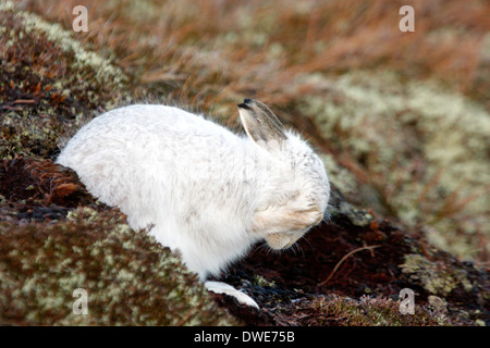 Schneehase Lepus Timidus Scotland UK Stockfoto