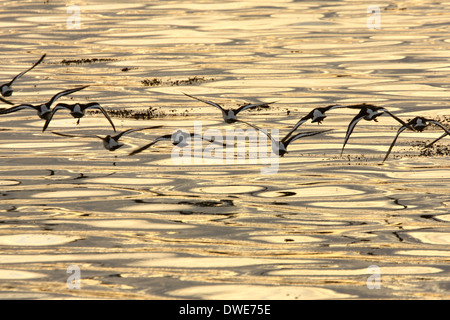 Austernfischer Haematopus Ostralegus Scotland UK Stockfoto