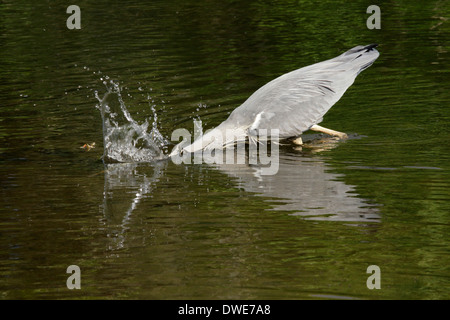 Graureiher Ardea Cinerea Scotland UK Stockfoto