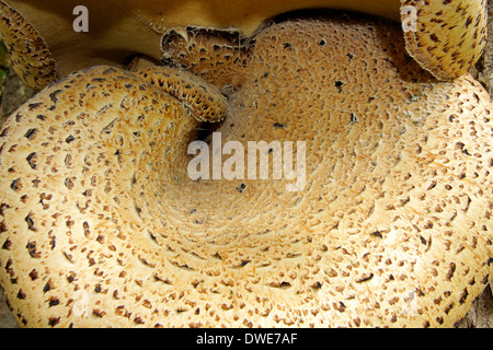 Dryaden Sattel Pilz Polyporus an Schottland, Vereinigtes Königreich Stockfoto