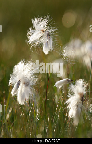 Gemeinsamen Wollgras Wollgras Angustifolium Scotland UK Stockfoto