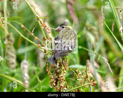 Erlenzeisig Zuchtjahr Spinus Scotland UK Stockfoto