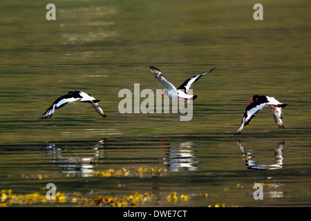 Austernfischer Haematopus Ostralegus Scotland UK fliegen Stockfoto