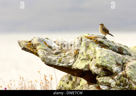 Steinschmätzer Oenanthe Oenanthe Scotland UK Stockfoto