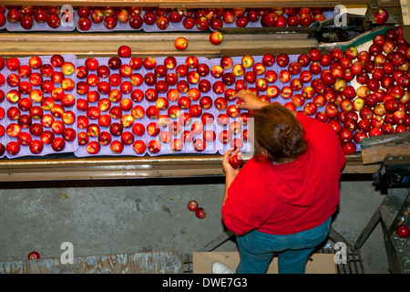 Sortiert Äpfel verpackt im Symms Obst Ranch in der Nähe von Sonnenhang, Idaho, USA. Stockfoto