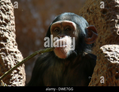 Juvenile gemeinsame Schimpanse (Pan Troglodytes) kauen auf einem Ast Stockfoto