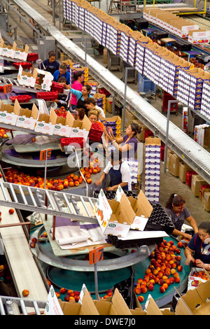 Mitarbeiter sortieren Pfirsiche auf der Symms-Frucht-Ranch Verpackung in der Nähe von Sonnenhang, Idaho, USA. Stockfoto