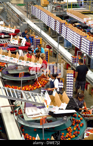 Mitarbeiter sortieren Pfirsiche auf der Symms-Frucht-Ranch Verpackung in der Nähe von Sonnenhang, Idaho, USA. Stockfoto