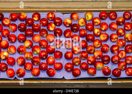 Sortiert Äpfel verpackt im Symms Obst Ranch in der Nähe von Sonnenhang, Idaho, USA. Stockfoto