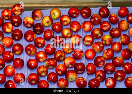 Sortiert Äpfel verpackt im Symms Obst Ranch in der Nähe von Sonnenhang, Idaho, USA. Stockfoto