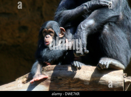 Juvenile gemeinsame Schimpanse (Pan Troglodytes) neben Mutter Stockfoto