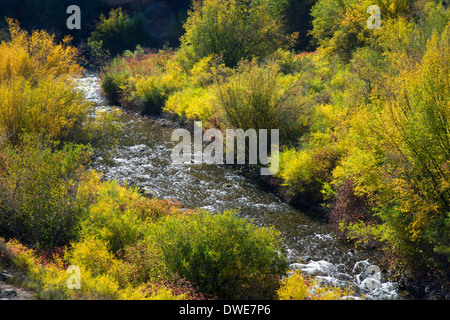 Herbstfarbe entlang des Flusses Logan Logan Canyon, Utah, USA. Stockfoto