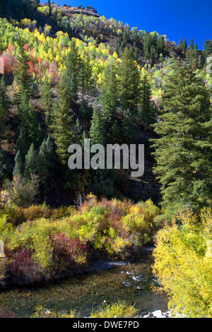 Herbstfarbe entlang des Flusses Logan Logan Canyon, Utah, USA. Stockfoto