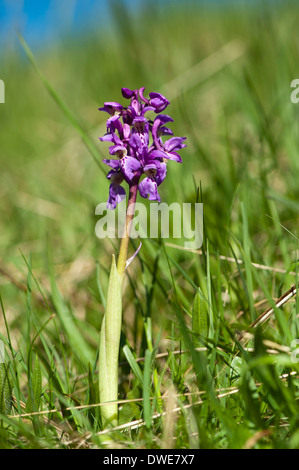 Nördlichen Knabenkraut (Dactylorhiza Majalis) Blüte Stockfoto