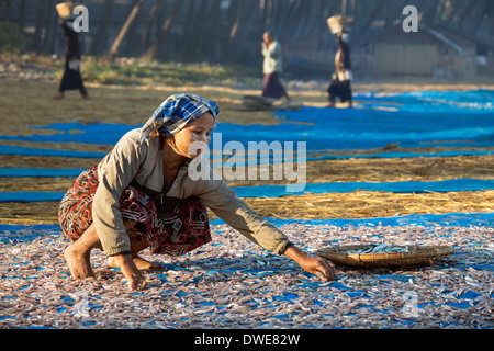 Birmanische Frauen sortieren Fisch trocknen in der Sonne am frühen Morgen in der Nähe von dem Fischerdorf am Ngapali Strand in Myanmar (Burma). Stockfoto