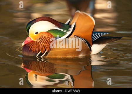 Mandarin Aix Galericulata Lincolnshire UK Stockfoto