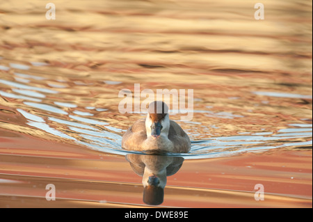 Gescheckte Ente Oxyura Leucocephala weibliche Lincolnshire UK Stockfoto