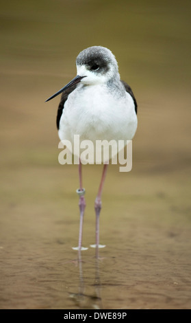 Gleitaar Stelzenläufer Himantopus Himantopus Lincolnshire UK Stockfoto