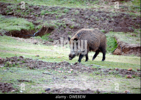 Wildschwein Sus Scrofa Andalusien Spanien Stockfoto