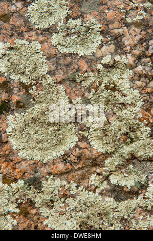 Karte von Flechten Rhizocarpon Geographicum Andalusien Spanien Stockfoto