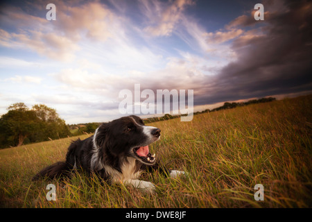 Border-Collie-Schäferhund außerhalb die englische Landschaft genießen Stockfoto