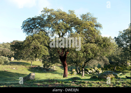 Kork-Eiche Baum Quercus Suber Andalusien Spanien Stockfoto