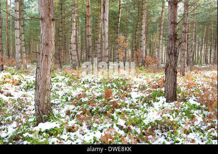 Kiefer Bäume Thornden Woodlands Kent UK Stockfoto