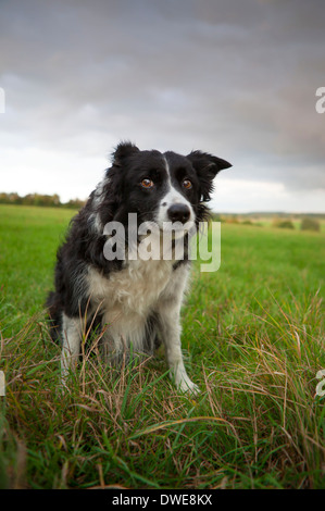 Border-Collie-Schäferhund außerhalb die englische Landschaft genießen Stockfoto