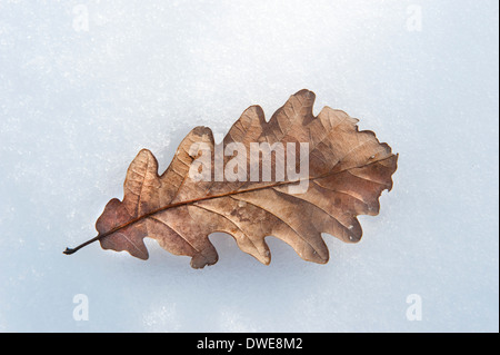 Eichenblatt auf Schnee Thornden Woodlands Kent UK Stockfoto