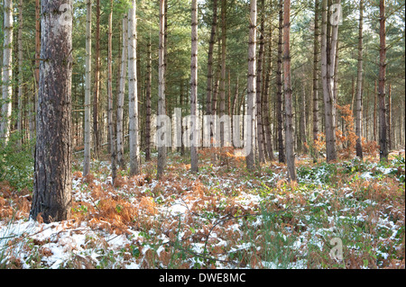 Kiefer Bäume Thornden Woodlands Kent UK Stockfoto