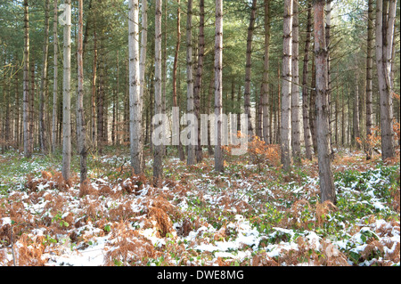 Kiefer Bäume Thornden Woodlands Kent UK Stockfoto