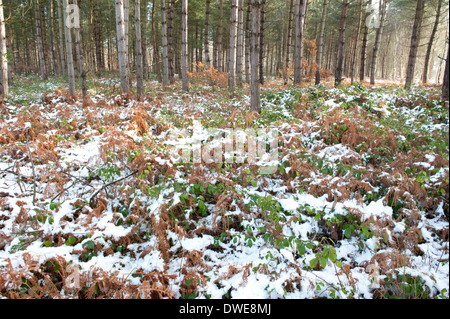 Kiefer Bäume Thornden Woodlands Kent UK Stockfoto