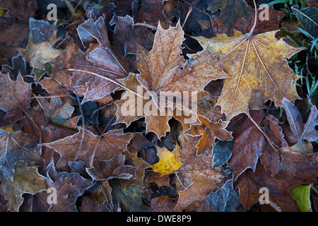 Frostigen Herbstlaub Stockfoto