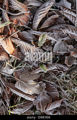 Frostigen Herbstlaub Stockfoto