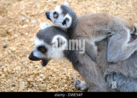 Mutter und Baby Ring-tailed Lemur in Burford Cotswold Wildlife Park, Madagaskar zu Fuß durch Anziehung Stockfoto