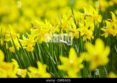 Frühling-Narzissen im Sonnenschein Stockfoto