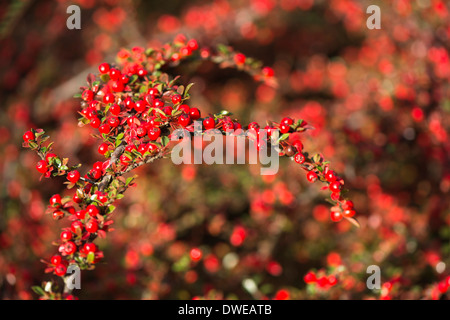 Zwergmispel Horizontalis, Wand Zwergmispel, mit Beeren im Herbst Stockfoto