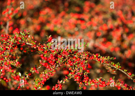 Zwergmispel Horizontalis, Wand Zwergmispel, mit Beeren im Herbst Stockfoto