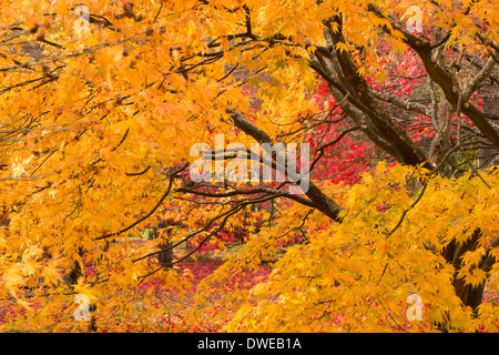 Acer Palmatum 'Elegans', Japanische Ahorn im Herbst Stockfoto