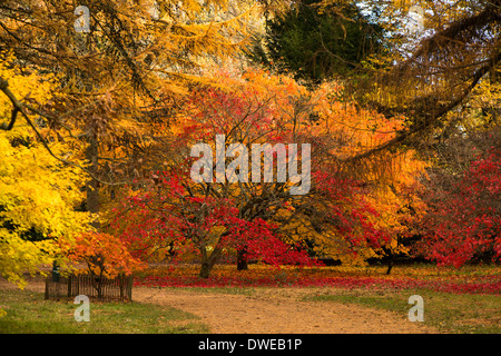 Acer Palmatum 'Beni Kagami' mit Orange und Gold ein Acer Palmatum 'Elegans', im Hintergrund Stockfoto