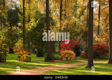 Die Ahorn-Schleife und Lärche Bäume im Herbst, Westonbirt Arboretum, Gloucestershire, England, United Kingdom Stockfoto