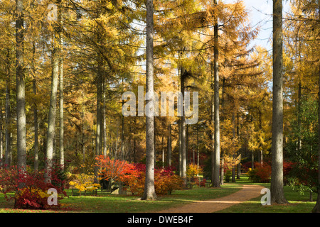 Die Ahorn-Schleife und Lärche Bäume im Herbst, Westonbirt Arboretum, Gloucestershire, England, United Kingdom Stockfoto