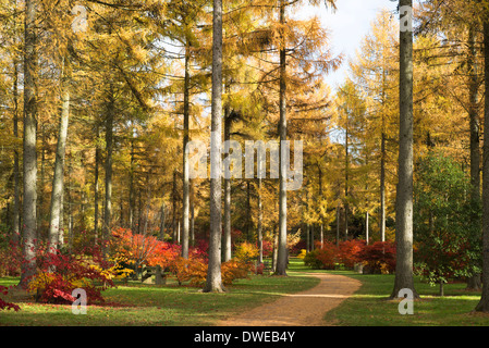 Die Ahorn-Schleife und Lärche Bäume im Herbst, Westonbirt Arboretum, Gloucestershire, England, United Kingdom Stockfoto