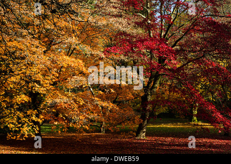 Acer palmatum (Gold) und Acer palmatum ssp Amoenum (rot), Japanische Ahorn im Herbst Stockfoto