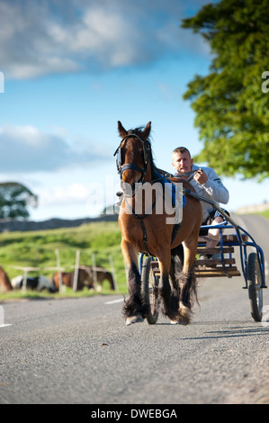 Pferd und Falle Trab hinunter wichtigsten Raod unterwegs zum Appleby Horse fair, Cumbria. Stockfoto