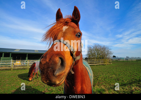 Porträt des jungen Araberhengst Stockfoto