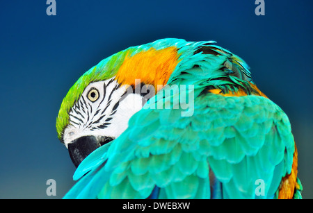 Schön blau und gold Ara, Ara Ararauna, putzen auf blauem Hintergrund Stockfoto